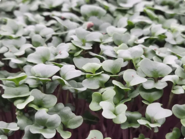 close-up of microgreens