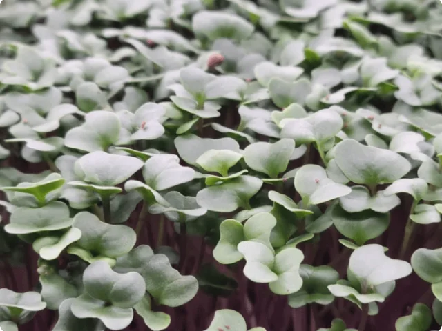 close-up of microgreens