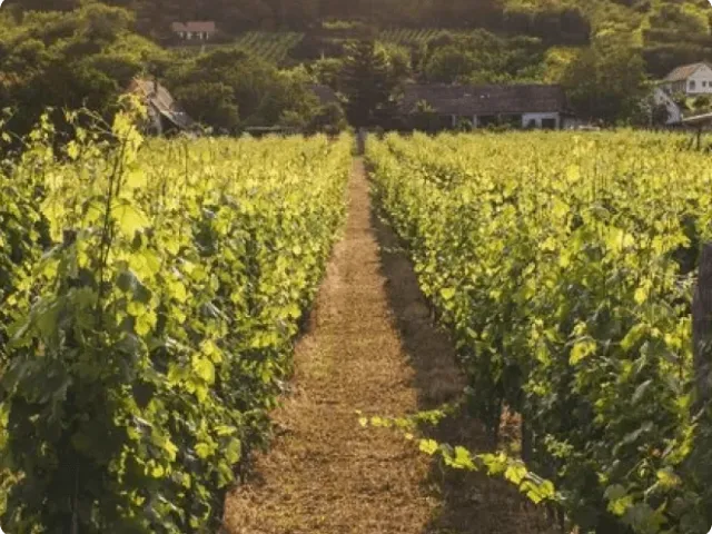 path in a winery field