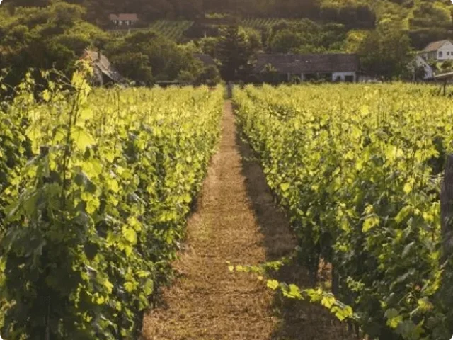 path in a winery field