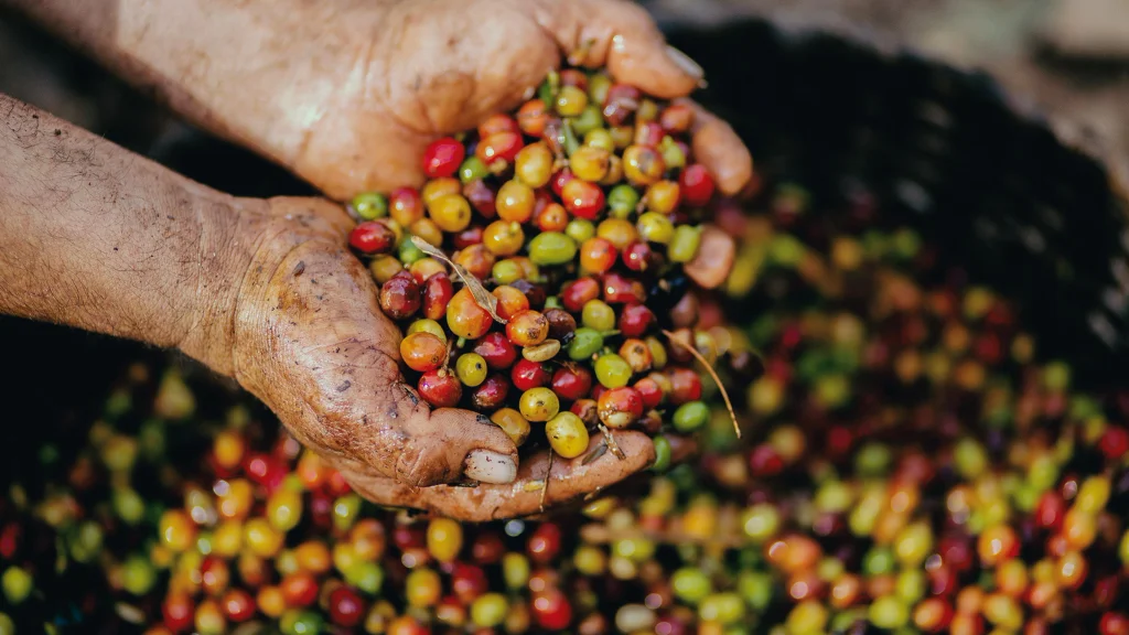 Two hands scoop up a pile of brightly colored grape tomatoes from a big barrel