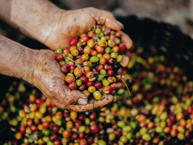 Two hands scoop up a pile of brightly colored grape tomatoes from a big barrel