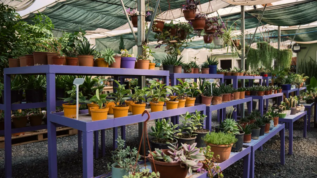 A nursery with rows of potted plants