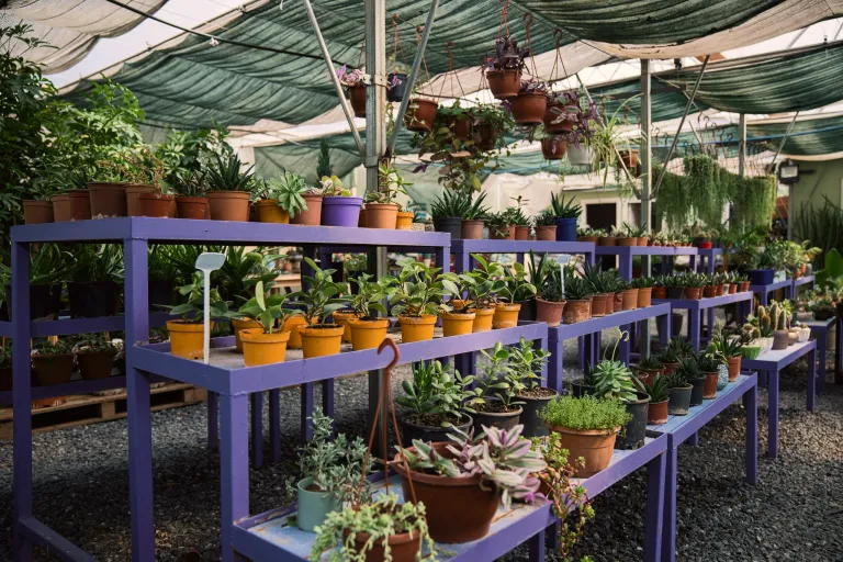A nursery with rows of potted plants