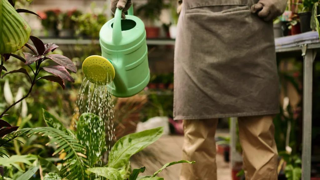 A person with an apron holds a watering can over some plants