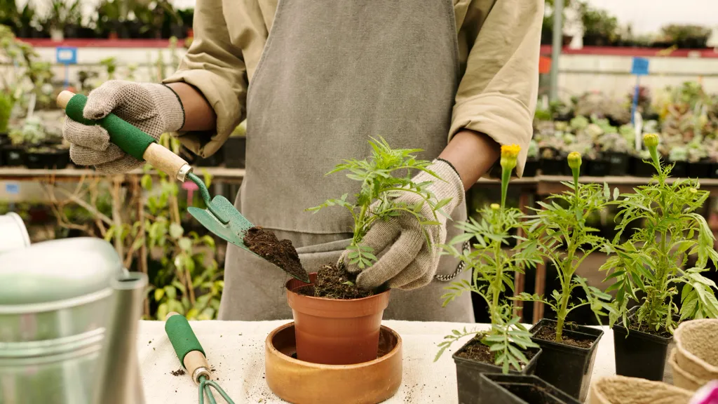A gardener in a plant nursery repots a seedling