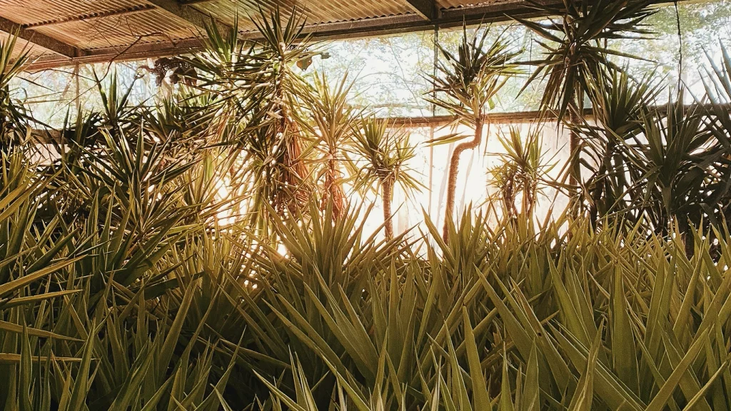 A greenhouse with wooden slats at the top