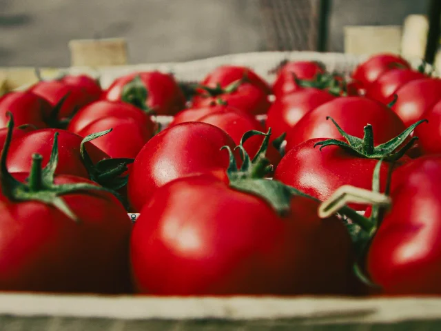 A close up of a row of fresh-picked tomatoes
