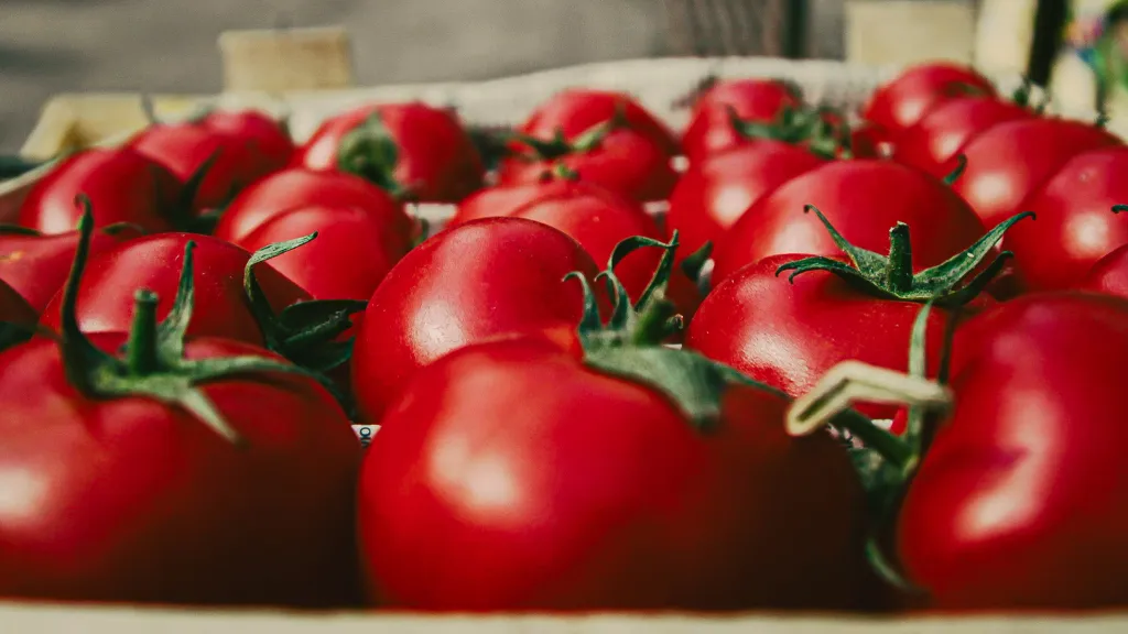Carefully stacked rows of tomatoes in a close-up shot