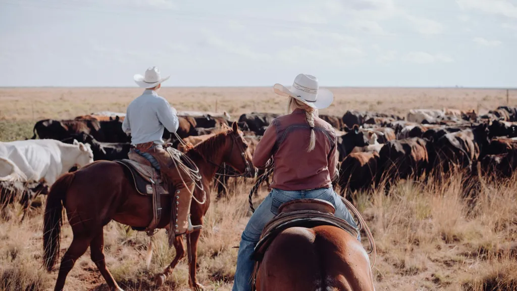 ranchers on horseback with cattle