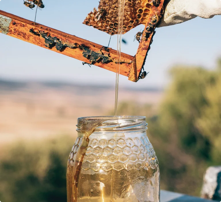 Pouring honey from honeycomb into a jar