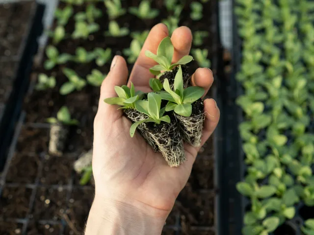 A hand holds a seedling in a greenhouse