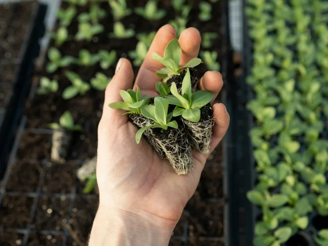 A hand holds a seedling in a greenhouse