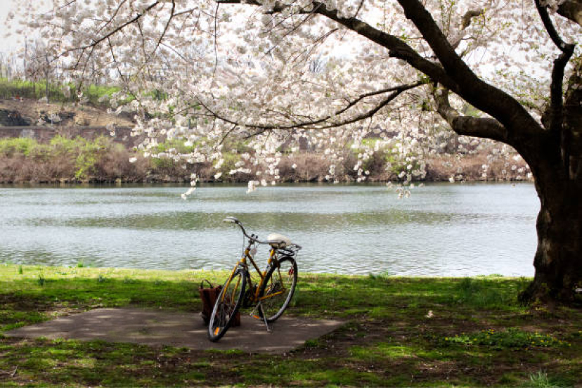 A bicycle parked under a blooming tree next to a pond